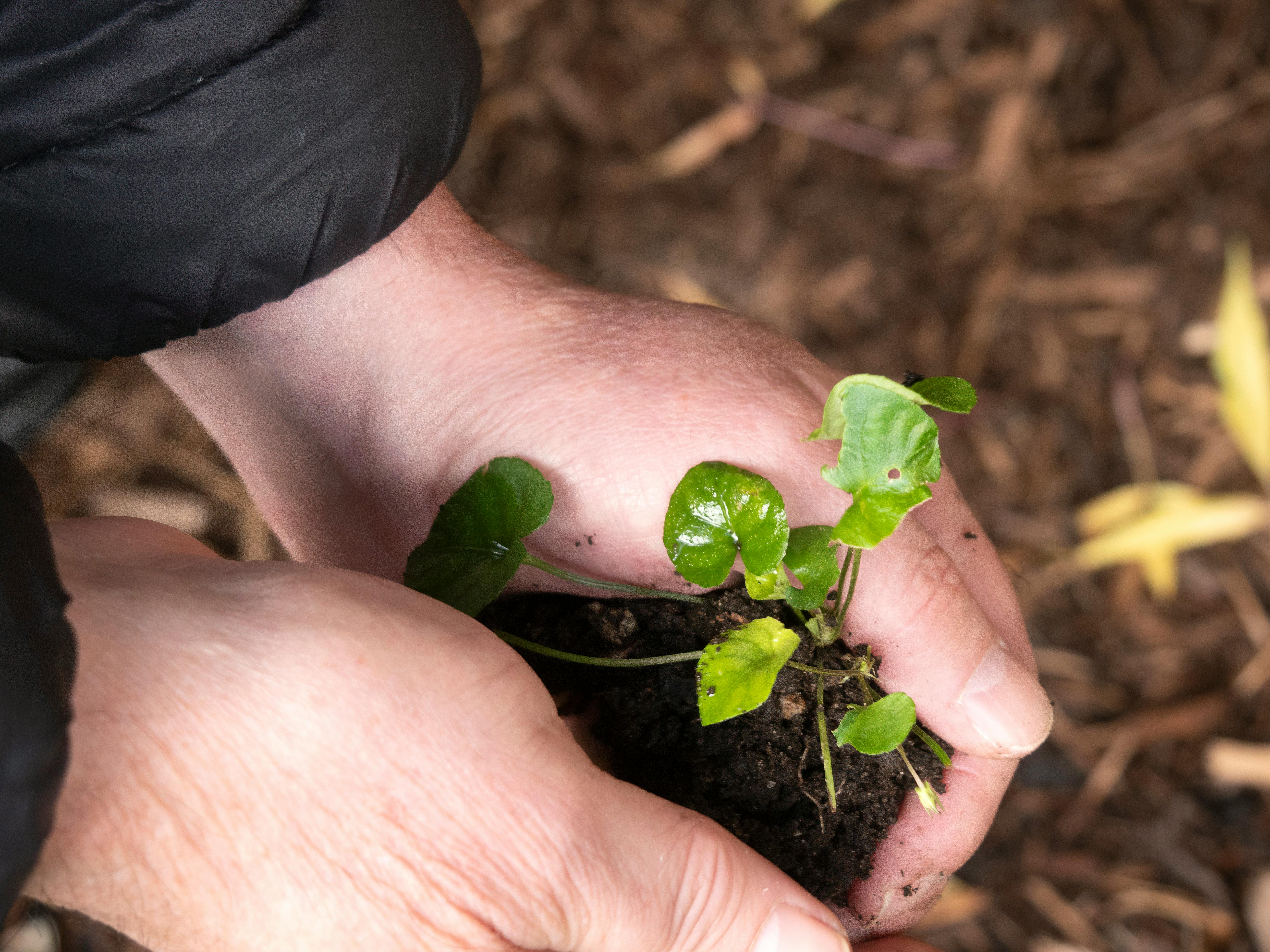 Hands planting seeds